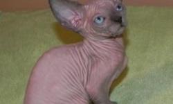 Sphynx female,available to leave
Blue color with blue eyes
Coming UTD on shots,dewormed and vet health papers,one year health guarantee contract
TICA papers,breeding rights available
For more information please contact 347-303-9397