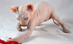 www.indigosphynx.com
Heavy, strong ,healthy, and show quality sphynxes ! All vaccinations are done !! Health warranties.Raw food and suppliments only .