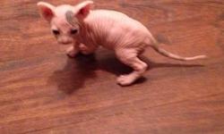 I have two beautiful female hairless kittens with blue eyes. They come with papers and are up to date on shots. They will be ready to go soon! Parents both on premises.
This ad was posted with the eBay Classifieds mobile app.