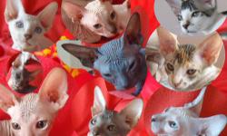 sphynx kittens for sale,females and males available,UTD on shots,ready to go,for more information please contact on my e-mail
