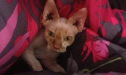 2 male sphynx kittens left!
Sweethearts, playful and great with kids and any strangers!
6 months
Please contact number listed for information and pricing.