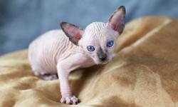 8 weeks old Sphynx kittens three males available
Been vaccinated and dewormed