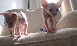 We have 2 adorable kittens - Flame Point male and - Tortie female both born 3/30/14
Available through lisphynx.com but viewing at Classy Kitties in Calverton, NY please visit our website for pricing and details for purchase eligability
WE DO NOT SHIP OUR