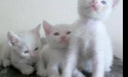 RIGHTWAY CATTERY. Breeding home raised and hand raised purebred kittens since 1972. l have LONG HAIR SPHYNX kittens available. Both parents are HAIRLESS SPHYNX. Occasionally Their recessive genes consisting of REX,SIAMESE, DOMESTIC SHORT HAIR from their