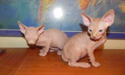 canadian sphynx males,6 weeks old,red and light lilac,both green eyes
coming UTD on shots,dewormed,vet health papers and TICA registration
breeding rights available
both parents are FIV/FeLV tested negative
for more pictures and information please contact