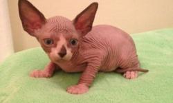 Canadian sphynx male,chocolate color with green eyes,available for his new home is bout 5 weeks
Coming UTD on shots,dewormed,vet health papers,one year health guarantee,TICA registration
Parents are Felv/Fiv tested also have GI profile fecal test
For more