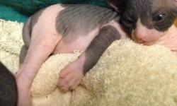 I have 3 sphynx kittens for sale. Two boys and one girl. They were born on February 8th and now looking for a home. I am not a professional breeder and this is the last time i will sell kittens so get them while you can. They are very cute and adorable.