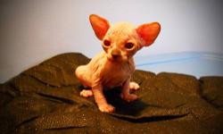 I am looking for sphynx stud to breed my female
This ad was posted with the eBay Classifieds mobile app.