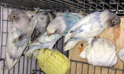 Split to albino. $125 each. They are hand fed - they don't bite but are not tame anymore. Price includes delivery within NYC, NJ and Long Island. They will be ready within 3 - 4 weeks. Can text to 917-420-0116
For DNA AVIAN BIRD SEXING TEST GO TO