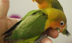Just weaned 2 fischer lovebirds split to sable and yellow. EACH is $200 or $350 for both. See pics of the parents below, Parents are not for sale. Can email me or text me at 917-420-0116
Free delivery 50 miles from my place.