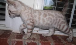 Very loving Snow Bengal with dreamy blue eyes. He will make a loving playful pet. He will be neutered with shots, wormed, TICA registrered, vet examined and guaranteed. I wil be making a trip to New York City on the 18th of July so the travel expenses are