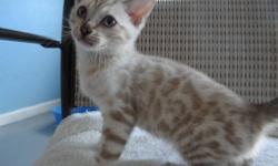 Very loving Snow Bengal with dreamy blue eyes. He will make a loving playful pet. He will be neutered with shots, wormed, TICA registrered, vet examined and guaranteed. I wil be making a trip to New York City on the 18th of July so the travel expenses are