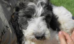 EXTREMELY CUTE SPRINGERDOODLE PUPS
Black and White, Brown and Whites
Photos are of pups at 10 weeks old. Born May 12, All pups are sold, I've been breeding Springerdoodles for 6 years now, I have dogs throughout the US. I'm taking deposits now. Please