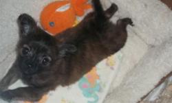 This little guy is still available, person who I was holding him for never showed up nor returned my call. Just received 2nd shots from vet on 4/5/14. where he weighed 1.10 lbs. He was born Jan 14,2014. chocolate brindle long coat, he comes with full AKC