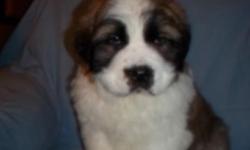 Two male and two female st bernard pups available..They will have 1st shots and be dewormed ..Both parents are friendly and have great dispositions..Puppies are very sweet and beautiful..Please email if interested thank you