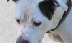 Staffordshire Bull Terrier - Handsome - Medium - Adult - Male
I am a friendly and affectionate boy who came to the shelter as a stray from Pine Bush area. I get along with most other dogs, and just about everyone else, but would need supervision around