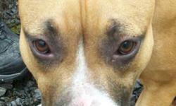 Staffordshire Bull Terrier - Sabrina - Medium - Adult - Female
I am a sweet, young affectionate adult about 2 years old who loves to run and play. I came to the shelter because my owner died and no one else could take me in. I am good with kids, other