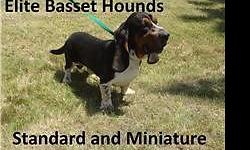 Please visit our site www.elitebassethounds.com for more information about our purebred miniature and standard basset hounds. We are taking pre-orders for 2014-2015 litters. Don't miss your chance to own a rare miniature. All puppies are bred to be happy
