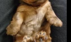 5 standard dachshunds puppies, 3 boys 2 girls. Will be ready to go by christmas, taking deposits now. Please email for updated photo or to come see them =)
**Male with black mask has had a deposit placed on him**
**Female chocholate and tan has had a