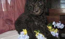 STANDARD POODLE PUPPY A BLACK MALE IS AVAILABLE. FAMILY RAISED, VET CHECKED, FIRST SET OF VACCINES , WORMING. I AM LOOKING FOR A WONDERFUL FOREVER HOME.I CAN BE REACHED @ 585-973-8128. THANKS! $400.00
