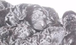 Standard poodle puppies. Born 1/30/13. Ready to go now. 2 boys and very pretty little girl left. Parents on premises. Full AKC registration. Puppies have been wormed, vaccinated and have had their vet check. can email additional photos. (cash only please)