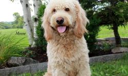 Sweet, intelligent AKC reg. Standard Poodle Puppies.We are a New York State Licensed & Inspected in-home breeder (we don't have kennels, our dogs live in our home and are a part of our family). PD#899. Bred specifically for health and temperament.