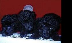 We have beautiful and handsome standard poodle puppies for sale. Born May 22nd, 2014. They can live with their new owners as of July 20th. Mother and father are registered and are pure black as well as their puppies. They will have their second