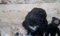 AKC standard poodle pups! Litter expected 2/12/15, ready for your home April 15, 2015.
Parents at www buffalopoodles dot com
$100.00 deposits to hold a pup, $800 on pickup.
716-826-0395