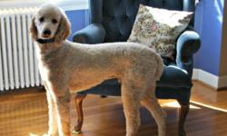 "Teddy" is an Apricot Standard Poodle Stud with an amazing temperament. He is calm, gentle, friendly, and loves people. Teddy is registered with the American Kennel Club and has his certified pedigree showing his line for three generations (parents,