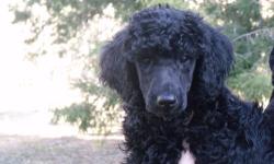 AKC Standard poodle puppies born 1/30/13. Ready to go now. 2 boys and 1 little girl left. Smart, loving, fun, non-shedding pups. Parents on premises. Have been wormed, vaccinated and have had their vet check. Excellent pedigrees. can email additional