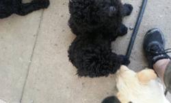 I have one male and one female standard poodles they are 4 months old. Up to date on there shots and have been wormed. They are not registered but are pure breed. Also available are Akc standard poodles, they are up to date with there shots and have been