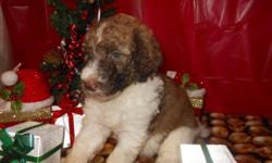 AKC Standard Poodles. Ready in January.
Parti chocolates and black and whites.
Parents are pets. Puppies are raised indoors and socialized.
They are getting so big!! Will average 55-75 lbs.
Will be vet checked with first shots and wormings.
Health