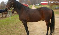 Standardbred - Charlie - Large - Adult - Male - Horse
Charleston Flash ("Charlie") is a 13 year old, 15.2 hh, dark bay Standardbred gelding. He is beautifully put together, sound, trained to drive, and has recently been started under saddle (11/8/11)!
