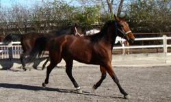 Standardbred - Firefly - Medium - Adult - Female - Horse
Firefly is a Sassy Dark brown, real pretty and sweet mare, lots of energy,
sound, no vices, will be started under saddle soon.
9 years old 15 hands, only had one owner in her lifetime. To adopt a