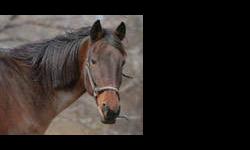 Standardbred - Freedom - Large - Senior - Male - Horse
Freedom is a loving and gentle gelding, approximately 25 y/o. He arrived at CAS in 2004. If you're interested in adopting or fostering Freedom, please go to CASanctuary.org and fill out the adoption