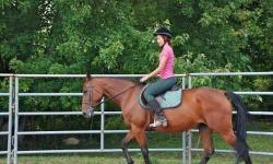 Standardbred - Hoots - Medium - Adult - Female - Horse
Great energy with this sweet, loving mare. Just didn't want to race. Sound and ready for a variety of discilples. Doing very well under saddle.. Hoots is a kind, sensible 7 year old 15 hands