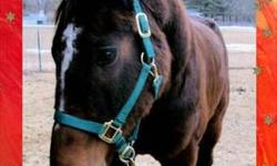 Standardbred - Phoenix - Medium - Adult - Male - Horse
It is with great pride (and lots of tears) that we announce Phoenix is now up for adoption.
Phoenix came to us on the verge of death and after Veterinary care, good food, plenty of water, grooming, a