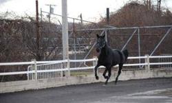 Standardbred - Southwind Wigelia - Medium - Adult - Female
Southwind Wigelia is a 13 year old black mare, 15.1
Star's Sire won over 3 million dollars racing.
This is one class act of a mare, beautifully gaited and completely sound, no vices.
Will be