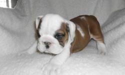 Great looking akc english bulldog pups in march!!! Colors are red/white, fawn/white, and solid white with quality markings. 10 weeks old All pups have excellent conformation, and sound temperament. Will come with akc pedigree regisration, 5 generation