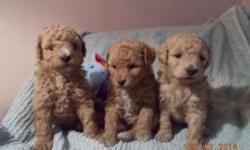 just Too cute mini poodles puppies
first we have red scarlet shes 9 weeks old & ready now TINY petite mature around 8lbs , tials docked dew claws vet approved health certified & simply hilarious & talks a lot!
then w ehave the 3 pictured ready for april