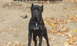 Video:
http://youtu.be/50AHpJg6B_c
Hi
I have a 2yrs old male cane corso for-sale. He is fully house broken,crate trained and has been raised in a family environment around 3 kids and other dogs. He is AKC and ICCF registered and a proven stud. Enzo is