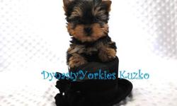 Meet Kuzko!!!! This stunning baby boy yorkie is top quality and beauty from head to toes. He has tiny ears, short muzzle, short legs, teddy bear face, great coat, compact body and personality plus! Kuzko was vet checked and got the good to go from our