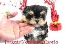 Meet D'Caprio!. This stunning yorkie puppy is top quality and beauty from head to toes. He has real teddybear face, short ears, short muzzle, short legs, stunning color, massive silky coat, expresives eyes and on top of all of this he is a sweet love