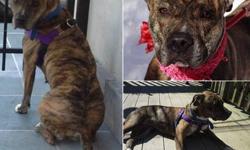 ***Sweetie is in a foster home and can be adopted throughout all of the Northeast States and free transport will provided.***
Sweetie is a dog who loves everyone, and with her endearing personality it is no surprise how she earned her name. She is a