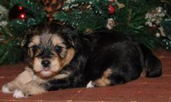 We are a small, home based hobby breeder, located in the mountains of New York State. We have spent several years raising healthy,Yorkshire Terrriers, as well as Japanese Chins and coming soon, the much sought after Morkie. Check our website for more pics