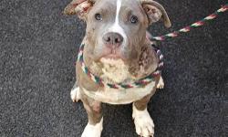 Cookie is located at Manhattan Animal Care and Control. I am not affiliated with them. For more info about Cookie or to see his current status, copy/paste this link: