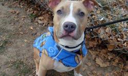 Gucci is located at Manhattan Animal Care and Control. I am not affiliated with them. For more info about Gucci or to see his current status, copy/paste this link: