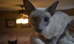 Minerva is our Grand Champion blue point Siamese. She is CFA certified and is bred on a very limited basis with another Grand Champion that is owned by our vet, Betsy Arnold. Minerva has given us seal and blue point siamese kittens.
Our kittens are CFA
