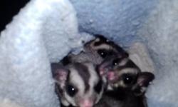 I have 2 female gliders and 1 male, all young but ready to go. You must have cage and basic knowledge. I want to sell them before Christmas. Cash only. Must come get them because I have no vehicle, and MUST have a bonding pouch or some other fleece pouch