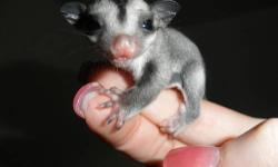 READY NOW 1 FEMALE SUGAR GLIDER .
ASKING 200.00 EACH . WE HAVE HAD A GREAT SUCESS WITH THE BABIES WE''VE HAD AND I AM WILLING TO PROVIDE YOU WITH THE INFO AND SUPPORT TO RAISE HEALTHY GLIDERS .
THEY ARE A VERY ENTERTAINING COMPANIONS IF YOUR WILLING TO